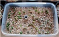 sijaNCI